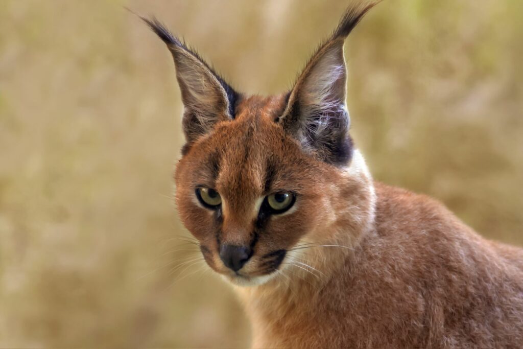 Caracal ou Lince-do-deserto  Aspeto, caracteristicas e habitat